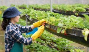 usaha hortikultura